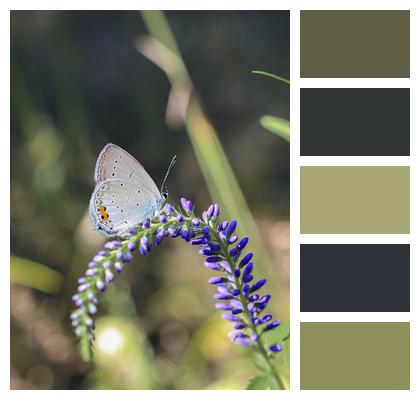 Insect Butterfly Scarce Large Blue Image